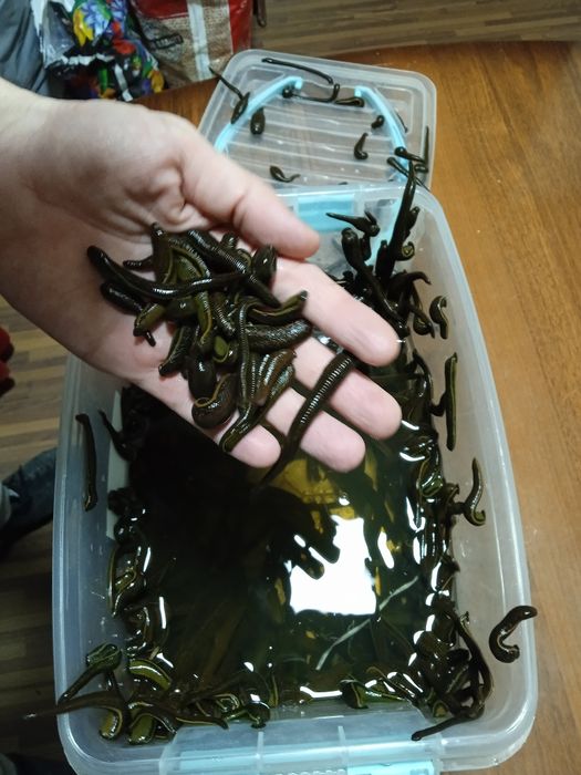 Zuluk sotiladi продается пиявки