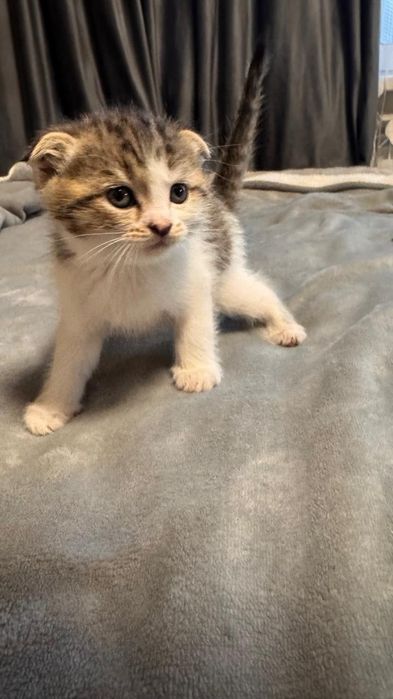 Вислоухие котята