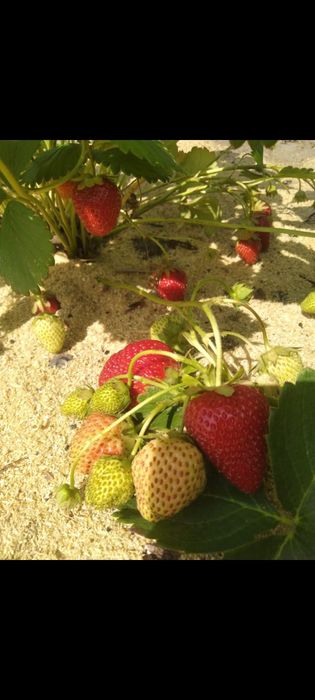 Рассада клубника ремонтная