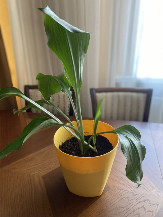 самые красивые комнатные цветы