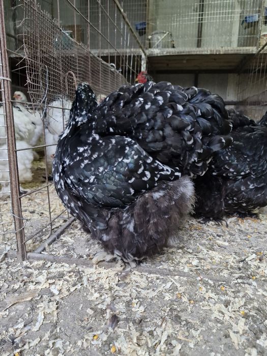 Păsări de rasă cochinchina bobat