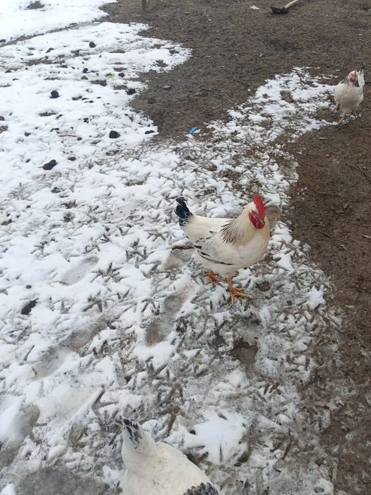 Адлер қораздар 6 штук бар