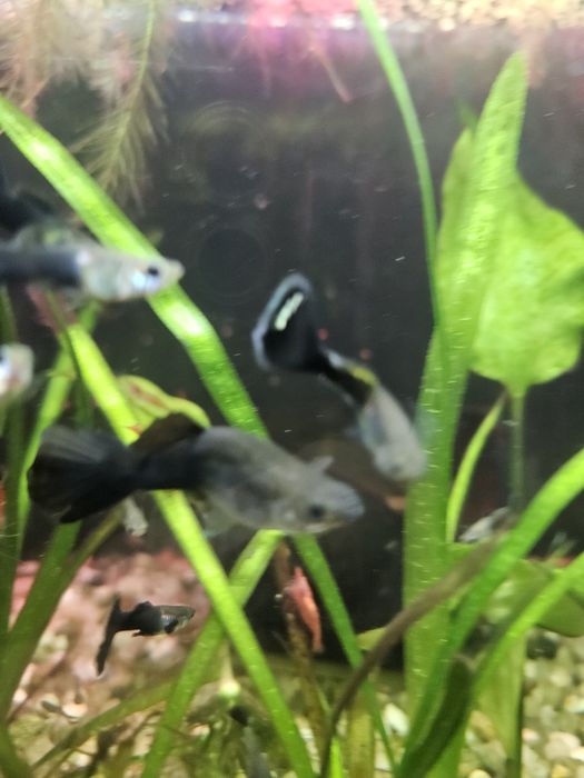 Guppy  black moscow snake skin mix