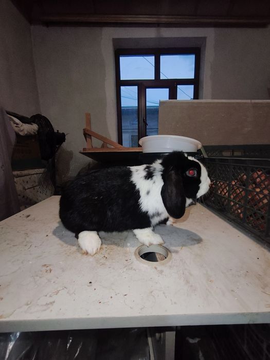 Karlik baran samka quyon sotiladi