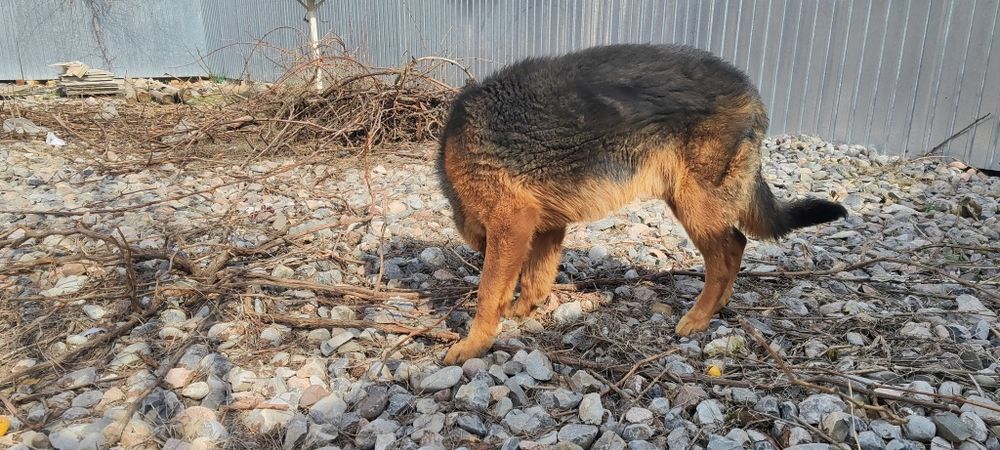 Овчарка чистокровный немец