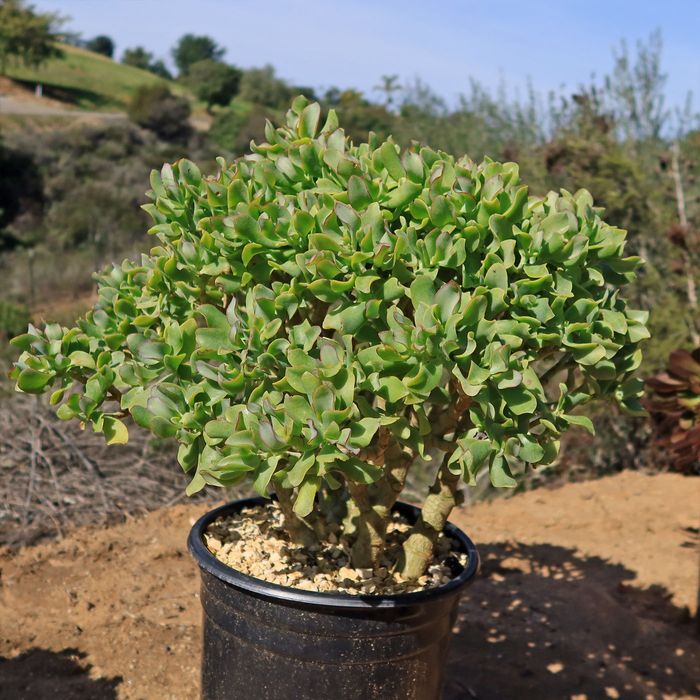 Крассула древовидная (Crassula arborescens undulatifolia) — 20 см