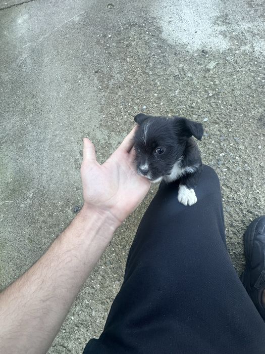 Donez catei micuti 2 fetiti