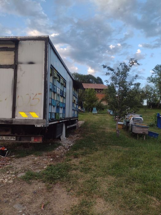 Miere poliflora și rapiță.