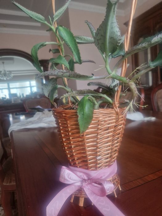 Комнатные растения