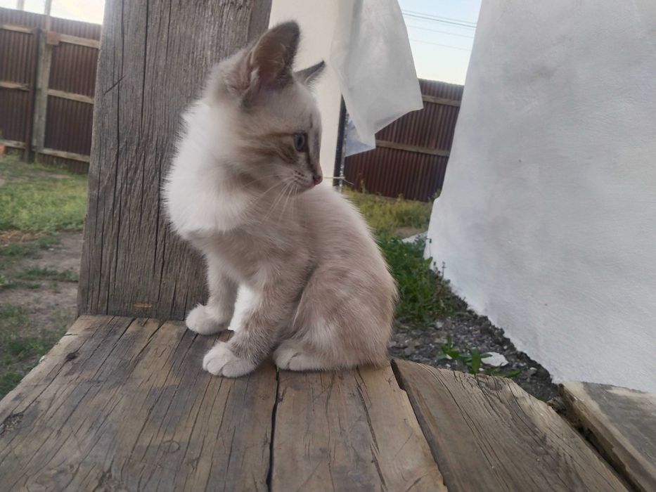 Отдам котят бесплатно