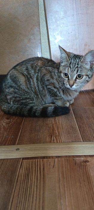 Котенок девочка 4 месяца