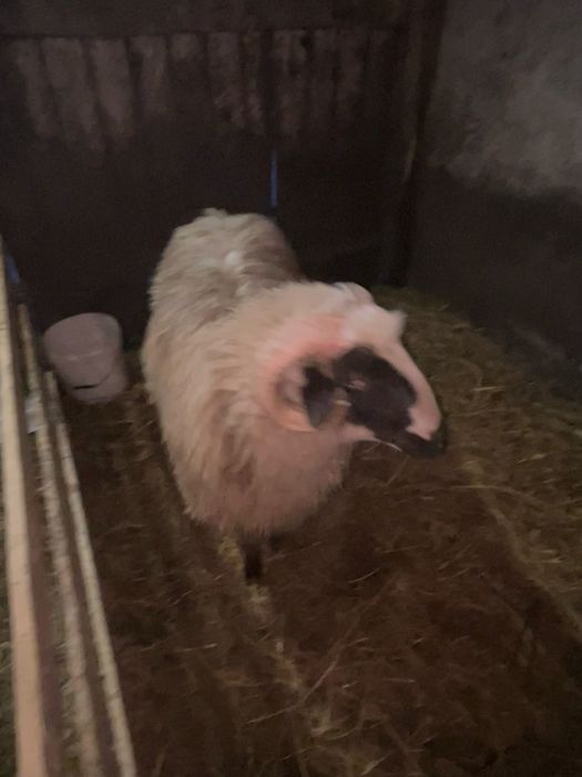 De vanzare noatin brez