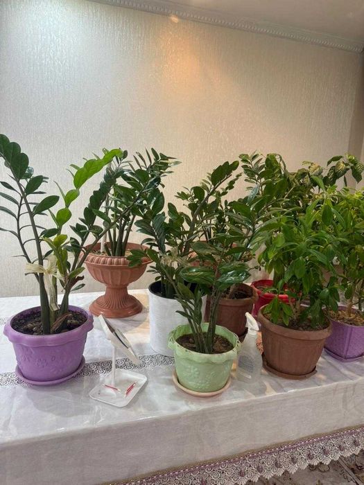 Цветы Доллар продам