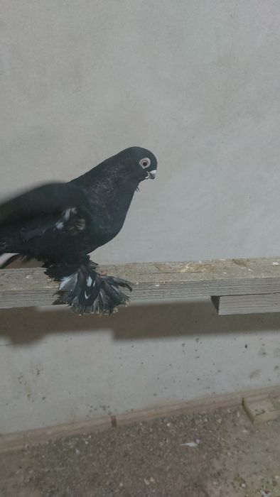 Кептер. Голуби. Красный. Соч.