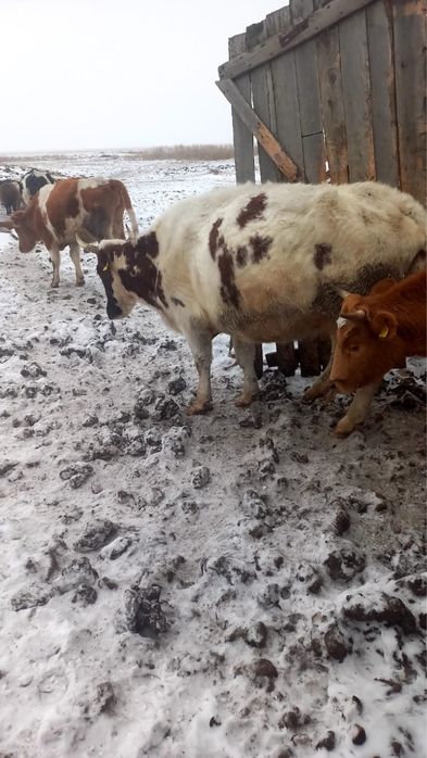 Продам корову и телок