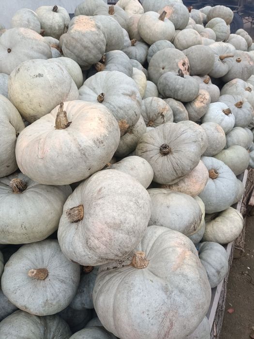 Dovleac plăcintar alb