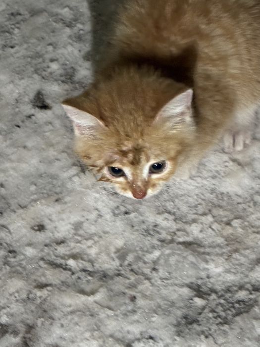 Котенок дарим даром кошка одинокая на улице