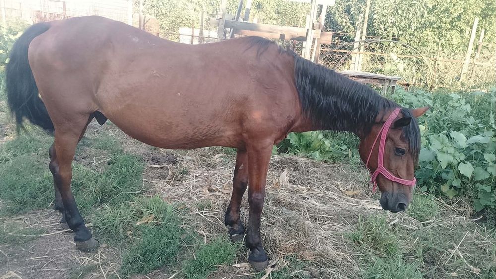 Vând cal 14 ani mai multe detalii de la nr