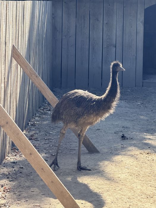 Struti emu Pui si maturi