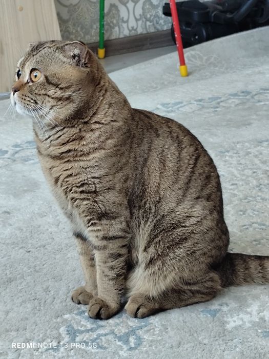 Продам британский кот