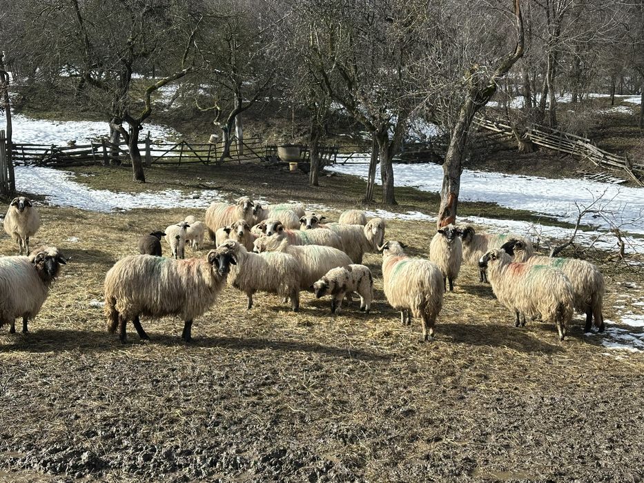 Oi de vinzare , 10 din 20 pe ales, 1500lei buc un pic negociabil