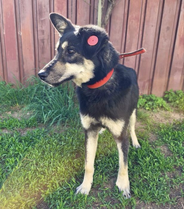 Собачка Бони ищет любящий дом!