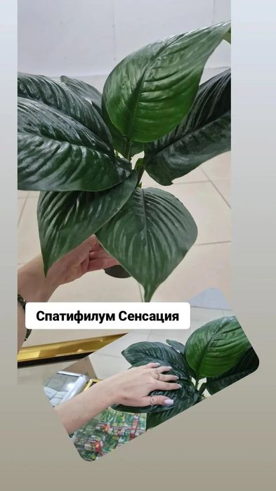 Комнатные цветы в наличии