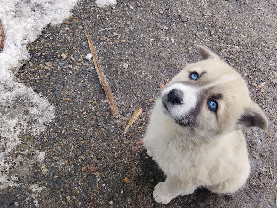 Щенки хаски галуба глази
