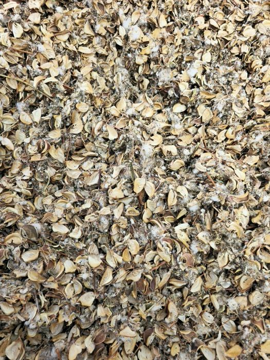 Paxta chanoq chingalak goza.pochoq