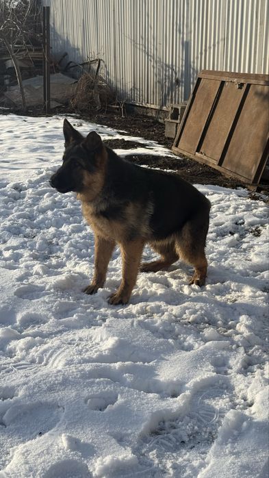 Овчарка шенок……….