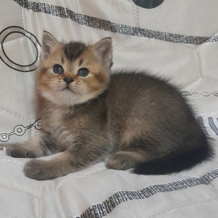 Продаются шикарные котята скотишстрайт,шиншилла.