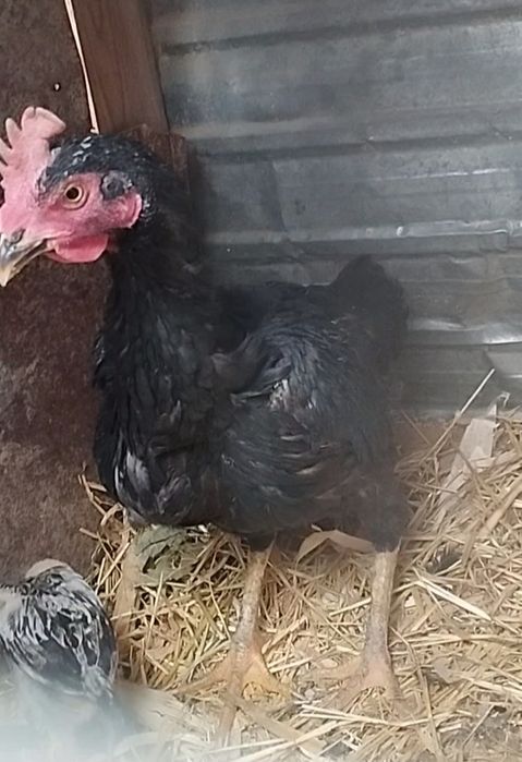 Чолпан курица 1.2 года