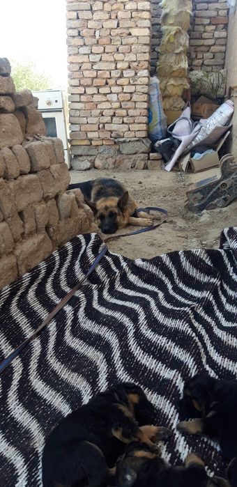 Немис кушиклери сатылады