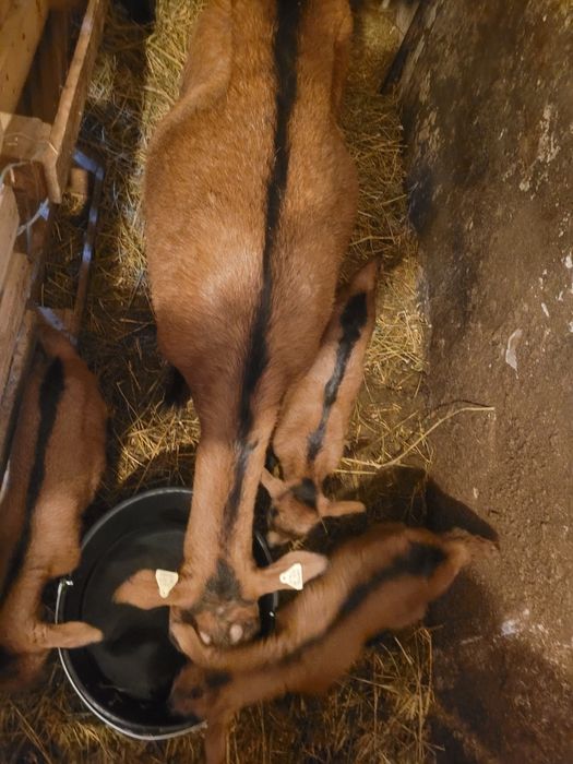 Vand 3 iezi(tapi)ciutii genetic, alpina franceza!