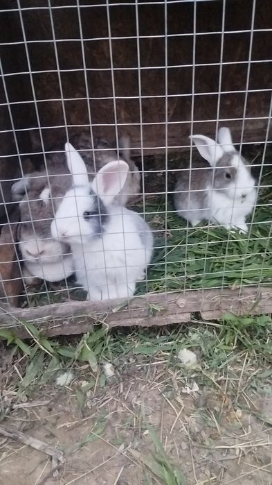 Продам кролчат породистых