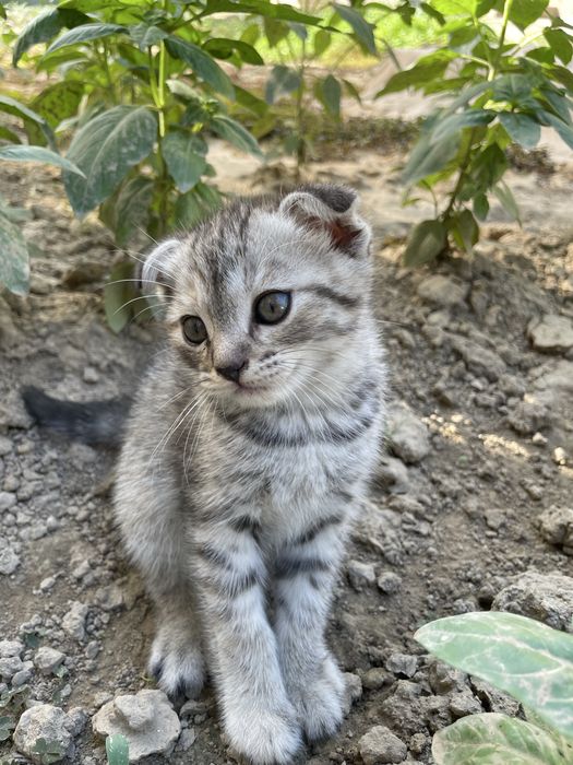 Scottish fold  Mushuk bollari sotiladi
