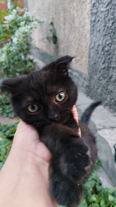 Вислоухий котик 3 месяц