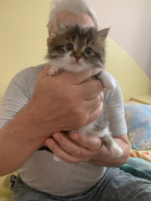 Котята бесплатно