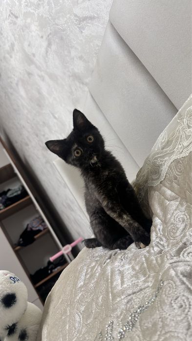 Котенок в хорошие руки