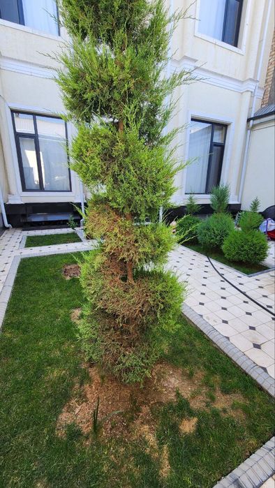 Archa kesish  xar xil mevali daraxtlar kesish dorilash