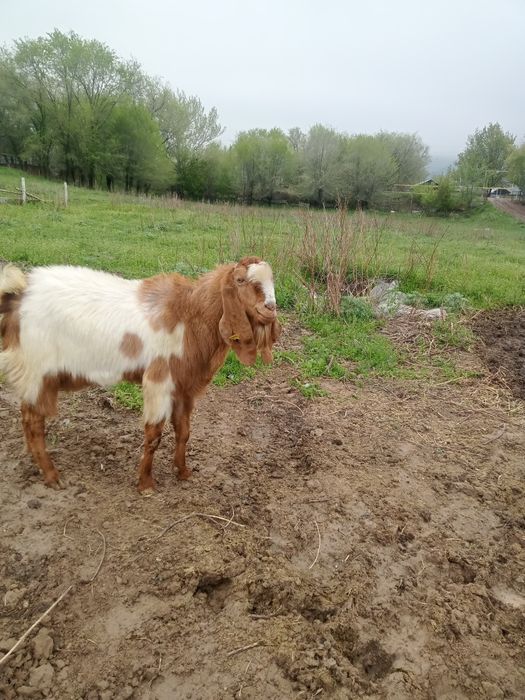 Продам Козлика камори