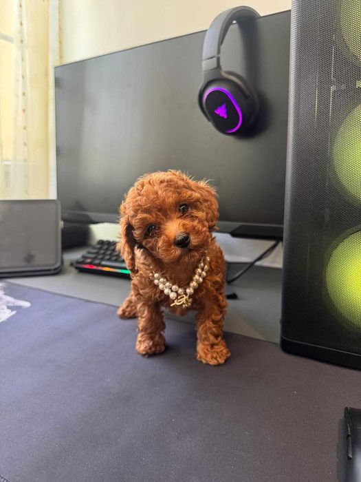 Fetita Poodle, Pudel, Canis, Barboni, Caniche Toy red 2 luni, ideala pentru familie