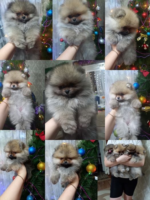 Шикарные медвежата