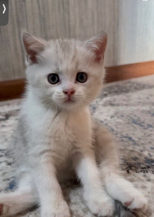 мушукчалар сотилади, котята, чистокровная fold, britanski shinshilla