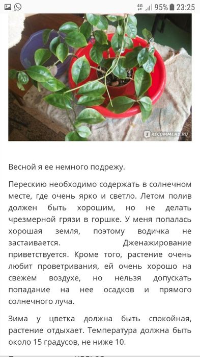 Продам ПЕРИКСИЯ (листовой кактус)).