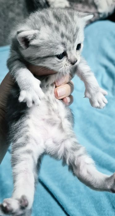 Котята  шиншилла шотландские