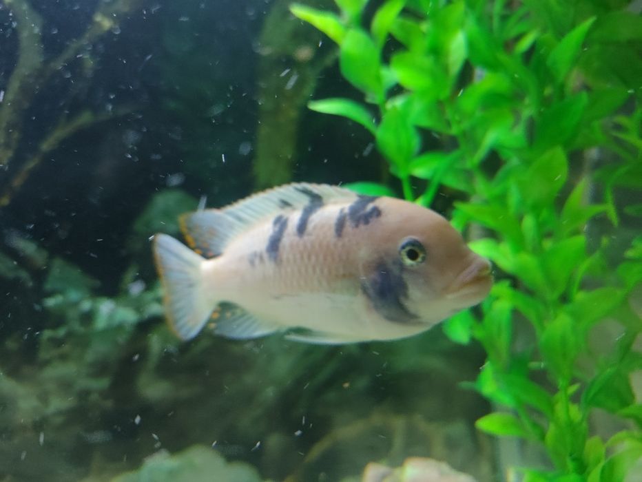 Цихлида псевдотрофеус зебра