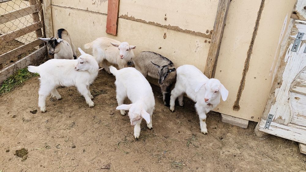 Ешкі альпи занен