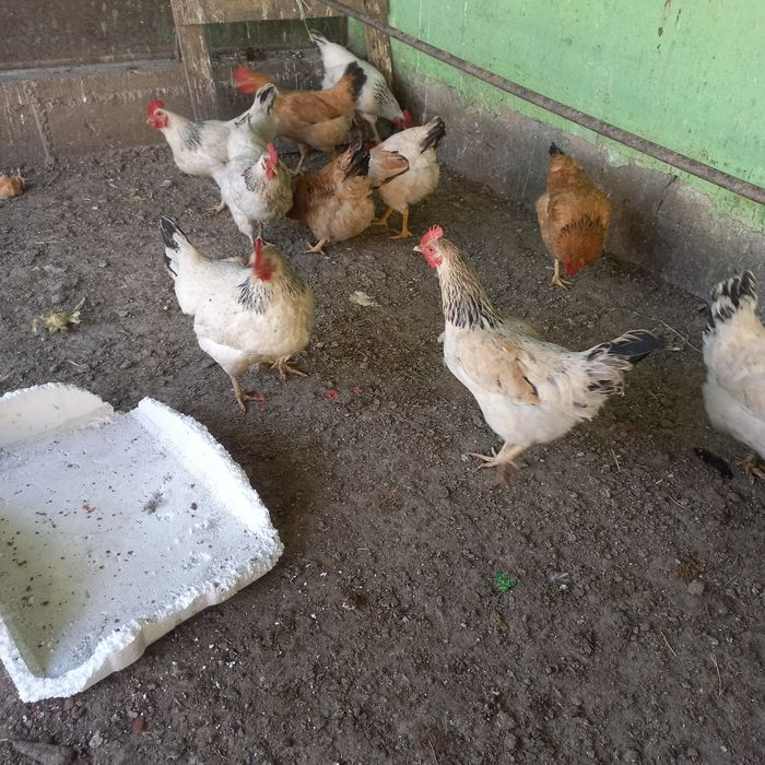 Яйца на инкубатор Адлер кучин