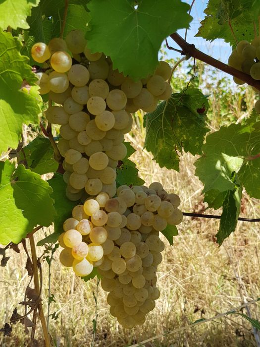 Vand teren cu vita de vie (SAUVIGNON BLANC) langa URLATI PRAHOVA zona viticola DEALU MARE